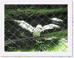 Dierentuin Burgers  Zoo 030 * 3648 x 2736 * (5.14MB)